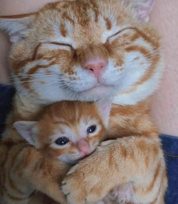 Memes And Photos For Cats Lovers (28 pics)