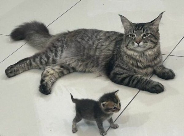 Memes And Photos For Cats Lovers (28 pics)