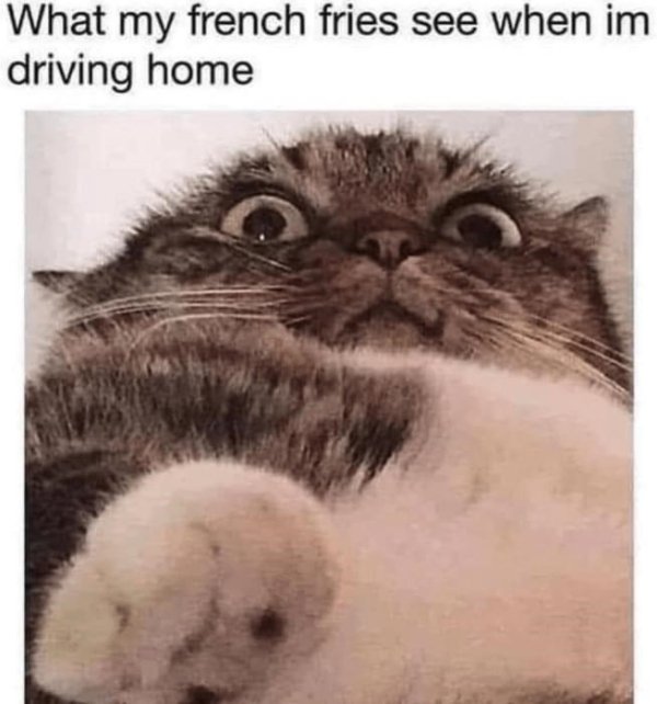 Memes And Photos For Cats Lovers (28 pics)