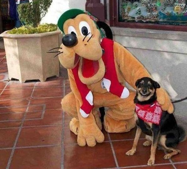 Funny Photos From Amusement Parks (29 pics)