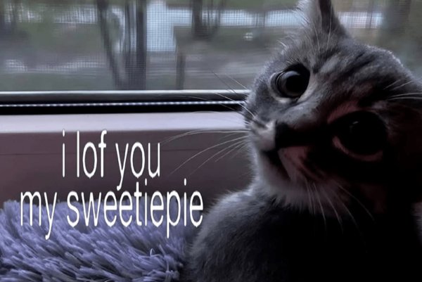 Memes And Photos For Cats Lovers (28 pics)