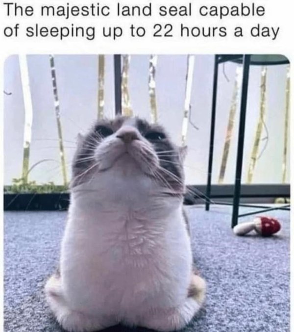 Memes And Photos For Cats Lovers (28 pics)
