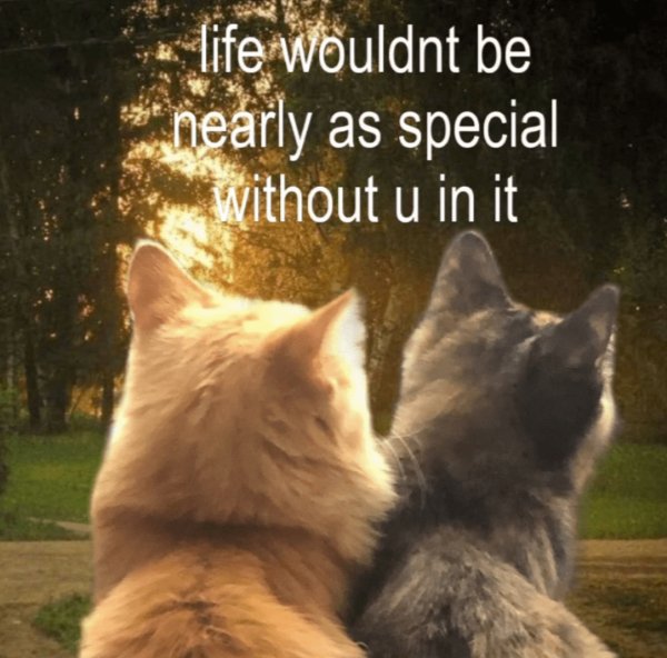 Memes And Photos For Cats Lovers (28 pics)