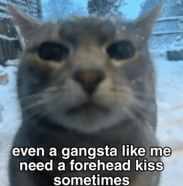 Memes And Photos For Cats Lovers (28 pics)