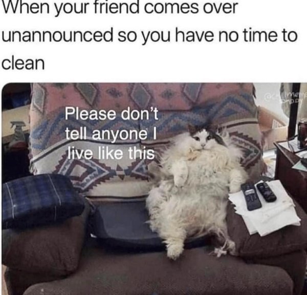 Memes And Photos For Cats Lovers (28 pics)