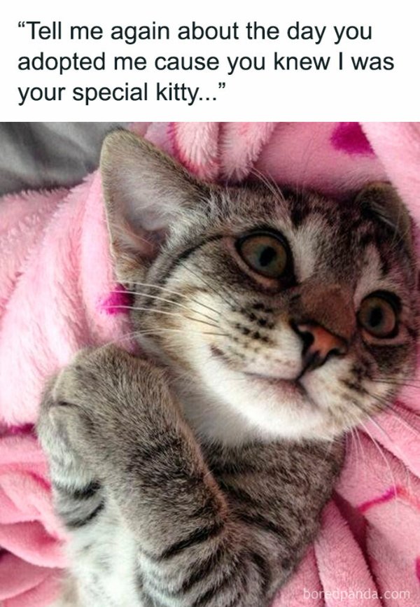 Memes And Photos For Cats Lovers (28 pics)