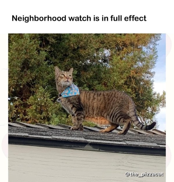 Memes And Photos For Cats Lovers (28 pics)