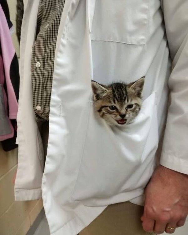 Memes And Photos For Cats Lovers (28 pics)