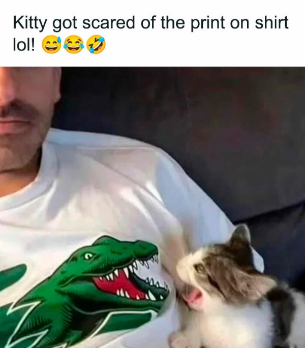 Memes And Photos For Cats Lovers (28 pics)
