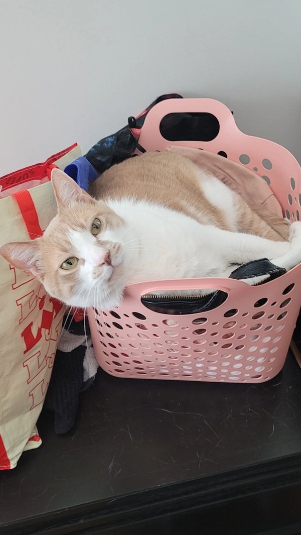 Memes And Photos For Cats Lovers (28 pics)