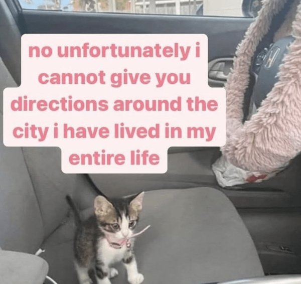 Memes And Photos For Cats Lovers (28 pics)