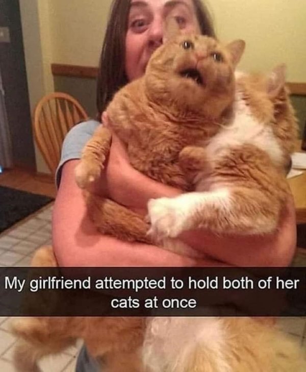 Memes And Photos For Cats Lovers (28 pics)