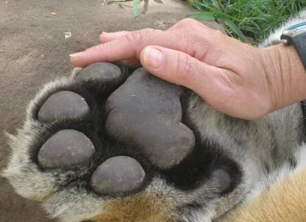 Interesting Finds And Discoveries (23 pics)
