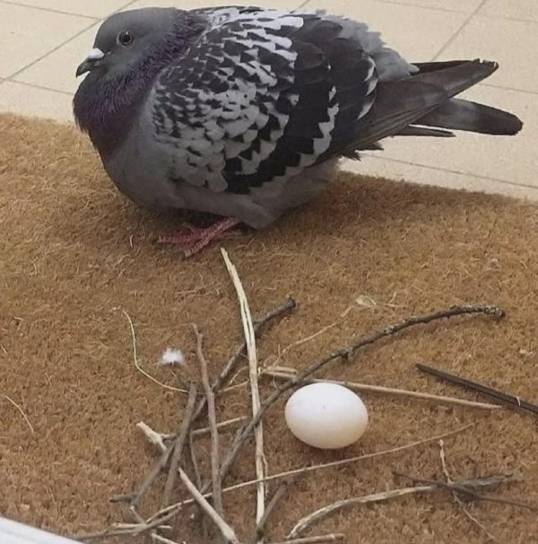 What Is Going On Here? (42 pics)