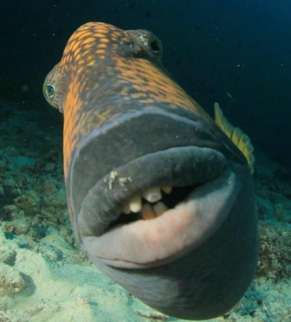 What Is Going On Here? (42 pics)