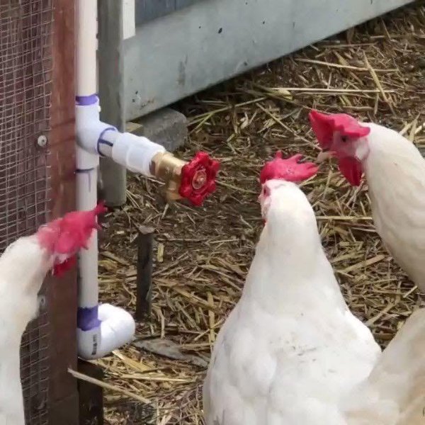 What Is Going On Here? (42 pics)