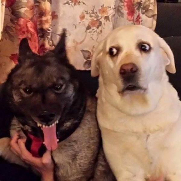 What Is Going On Here? (42 pics)