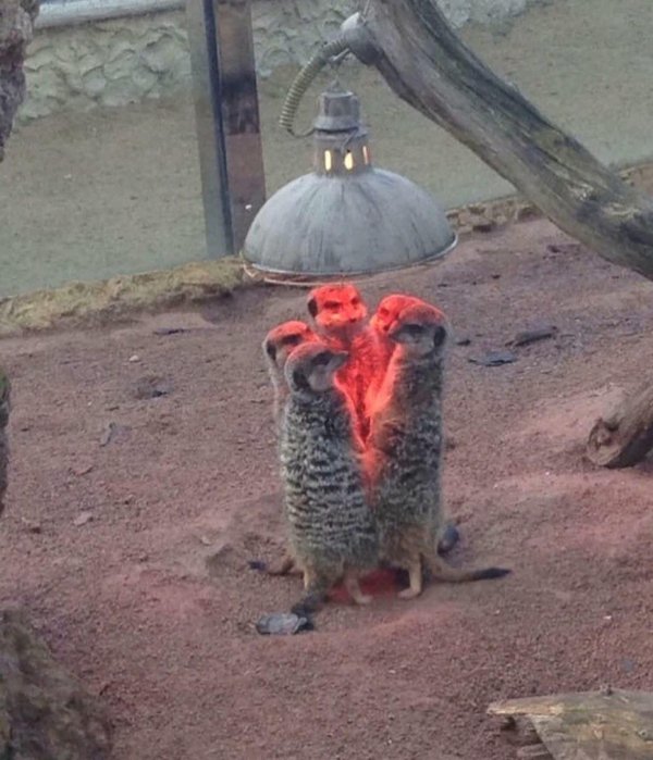What Is Going On Here? (42 pics)