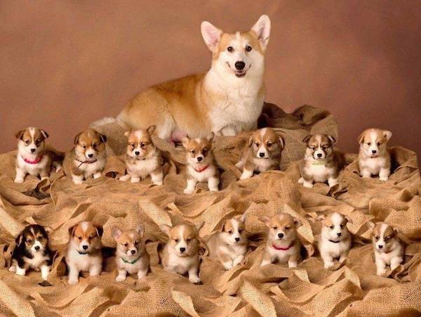 Funny Photos For Dogs Lovers (29 pics)