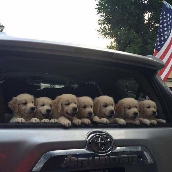 Funny Photos For Dogs Lovers (29 pics)