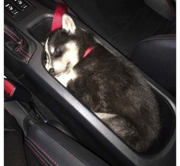 Funny Photos For Dogs Lovers (29 pics)