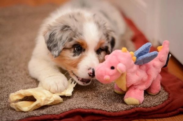 Funny Photos For Dogs Lovers (29 pics)