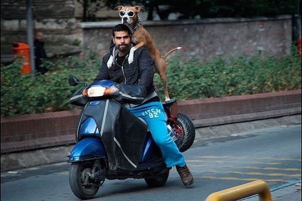 Funny Photos For Dogs Lovers (29 pics)