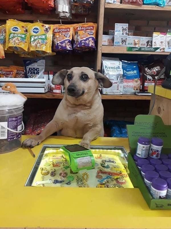 Funny Photos For Dogs Lovers (29 pics)