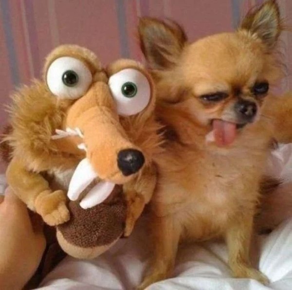 Funny Photos For Dogs Lovers (29 pics)