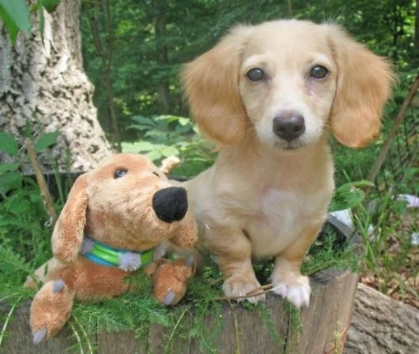 Funny Photos For Dogs Lovers (29 pics)