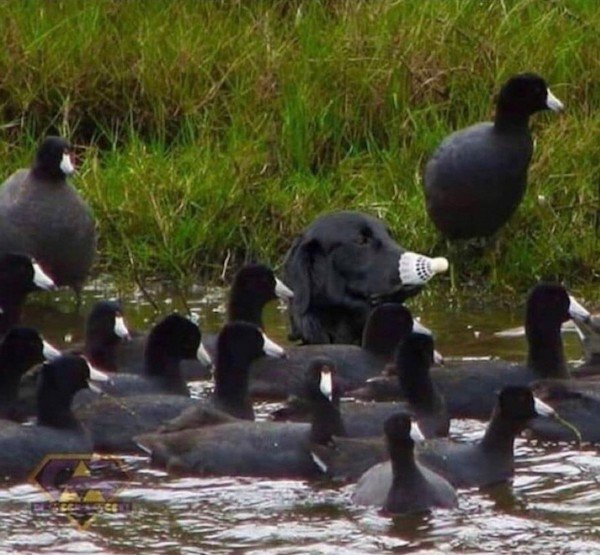 Funny Photos For Dogs Lovers (29 pics)