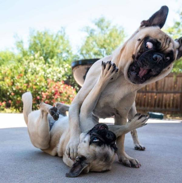 Funny Photos For Dogs Lovers (29 pics)