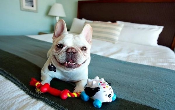 Funny Photos For Dogs Lovers (29 pics)