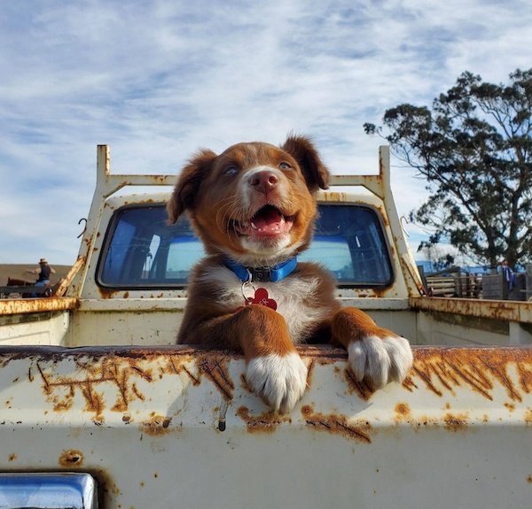 Funny Photos For Dogs Lovers (29 pics)