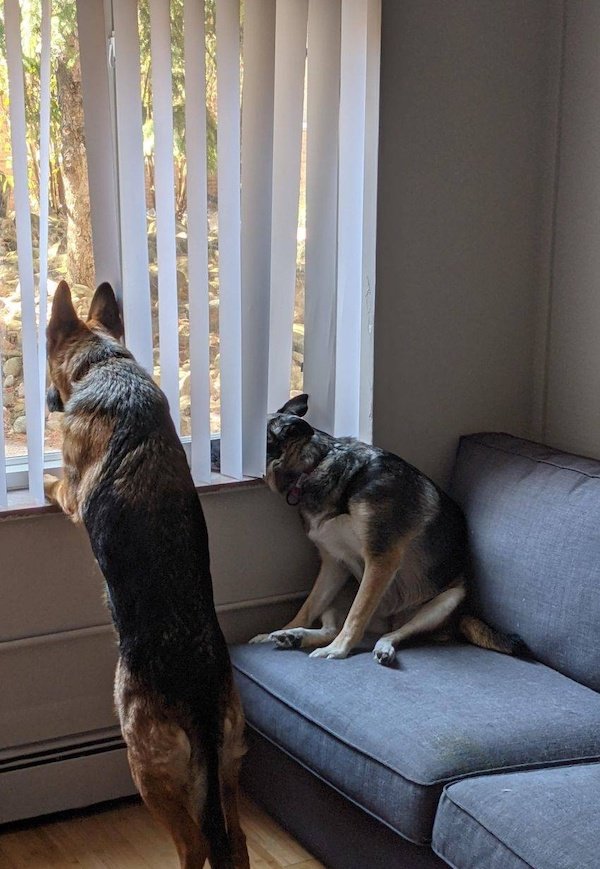 Funny Photos For Dogs Lovers (29 pics)