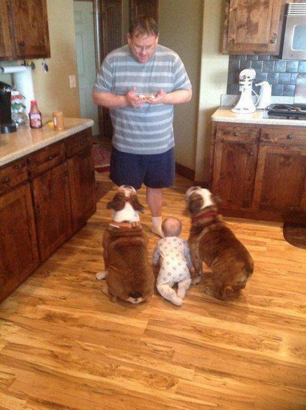 Funny Photos For Dogs Lovers (29 pics)