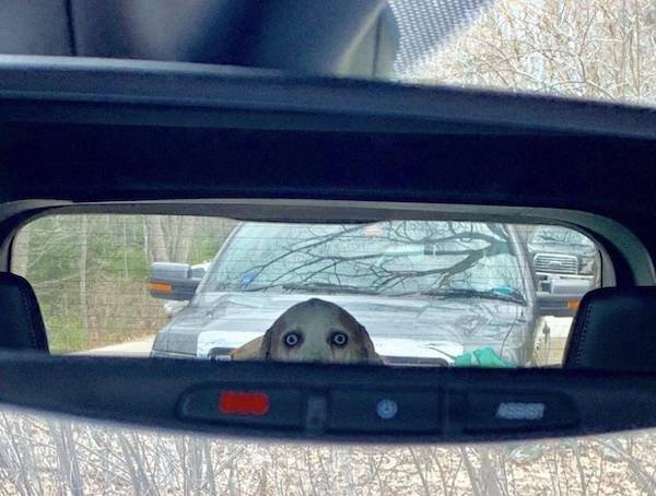 Funny Photos For Dogs Lovers (29 pics)