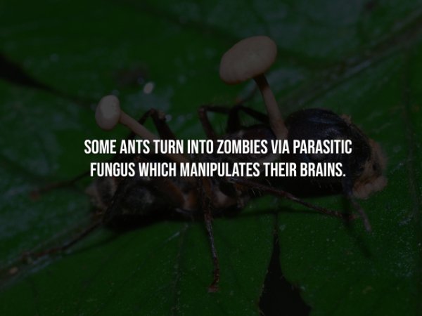 Creepy Facts (15 pics)