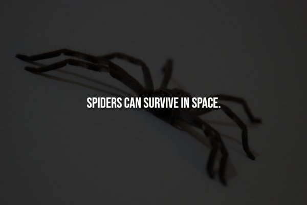 Creepy Facts (15 pics)