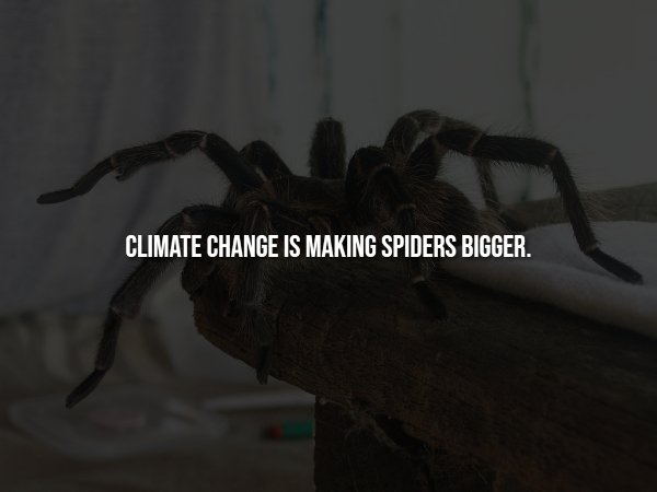 Creepy Facts (15 pics)