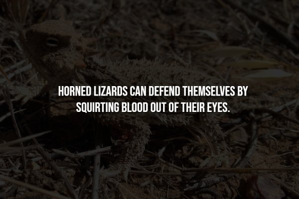 Creepy Facts (15 pics)