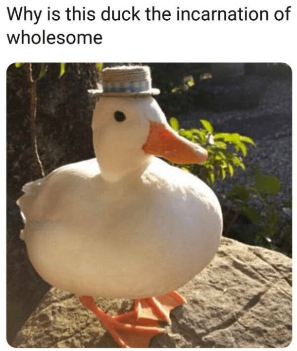 Kind Memes (16 pics)