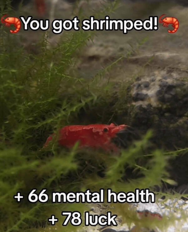Kind Memes (16 pics)