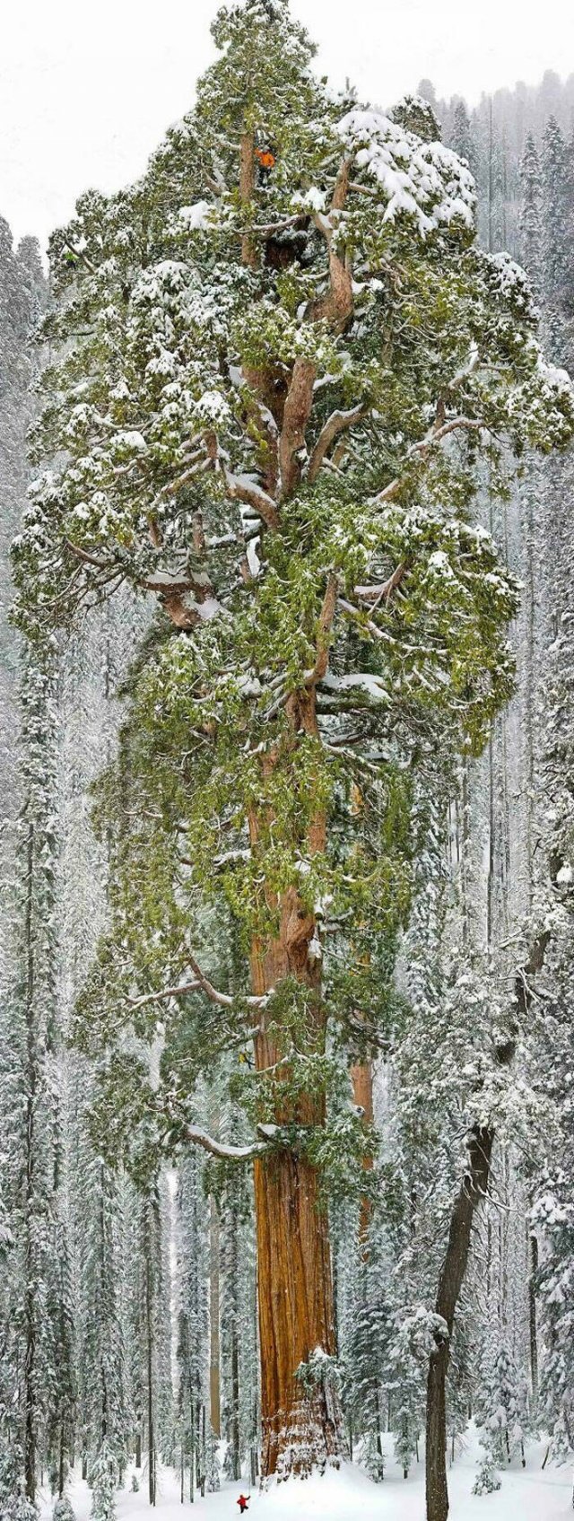 Amazing Sizes (23 pics)