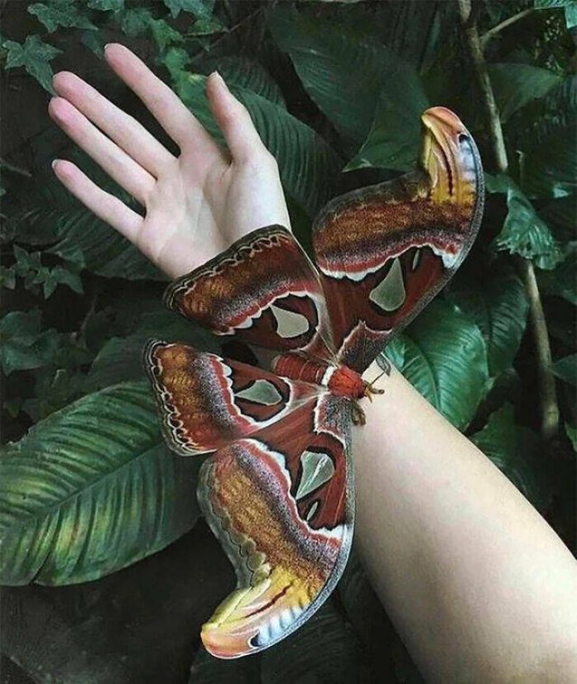 Amazing Sizes (23 pics)
