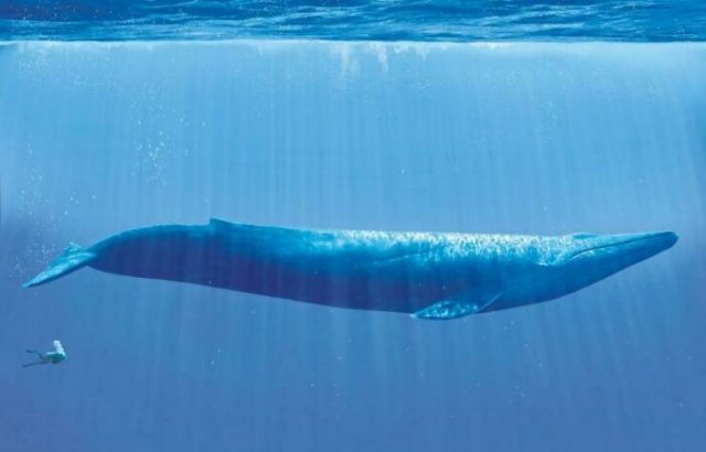 Amazing Sizes (23 pics)