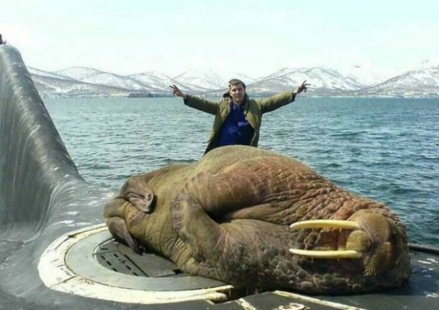 Amazing Sizes (23 pics)