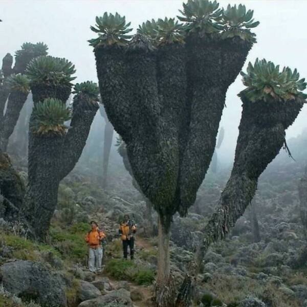 Amazing Sizes (23 pics)