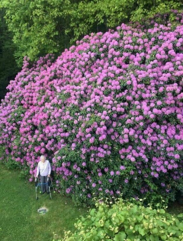 Amazing Sizes (23 pics)