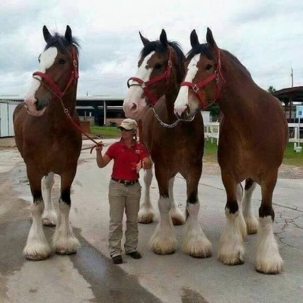 Amazing Sizes (23 pics)